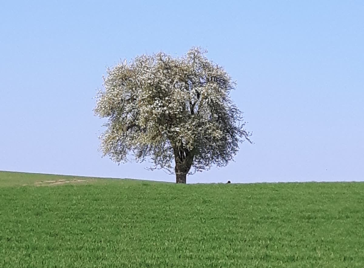 Blühender Baum auf einer grünen Wiese unter blauem Himmel