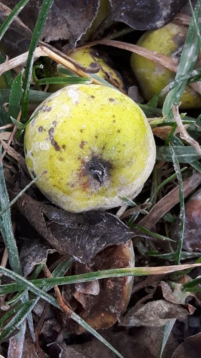 Ein Apfel als Fallobst im Gras zwischen Laub