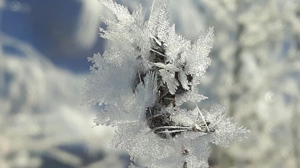 Raureif auf einem Zweig vor blauem Himmel