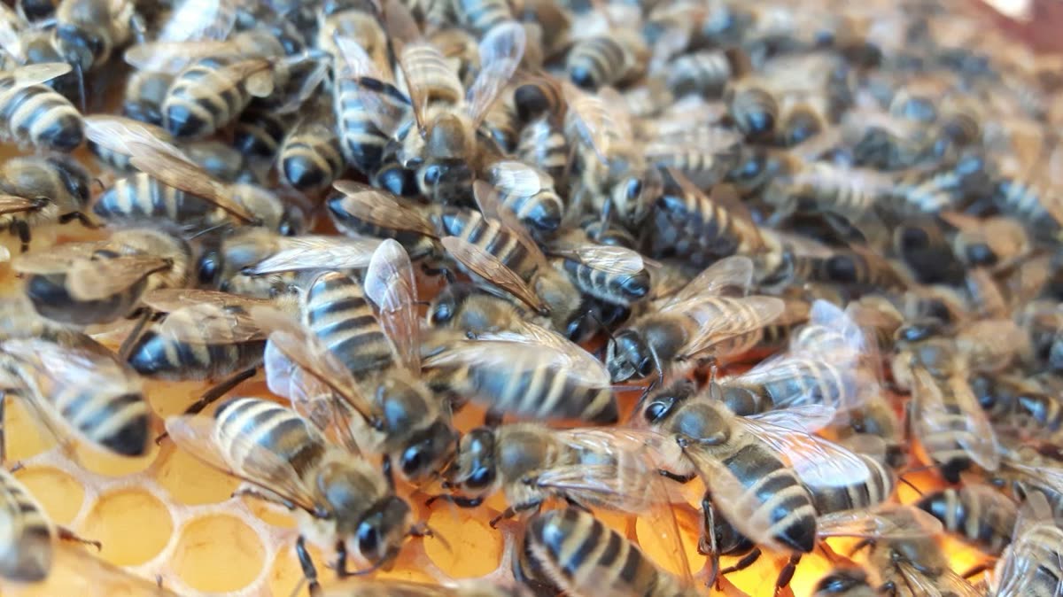 Bienen auf einer Honigwabe