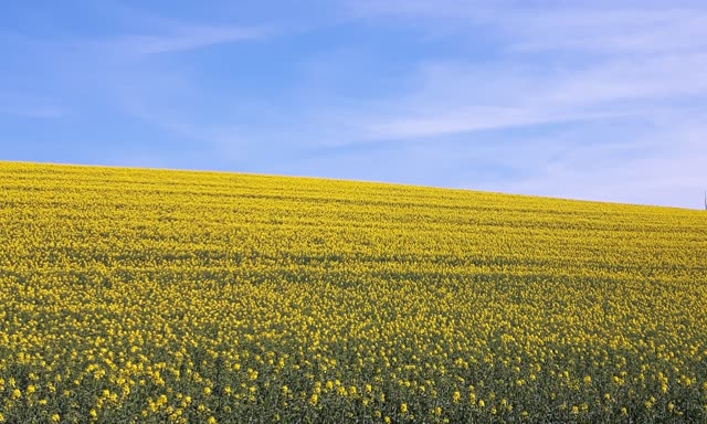 Blühendes Rapsfeld unter blauem Himmel